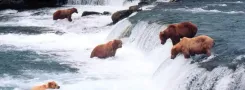 Should Slovenians Demand Government Action on Rising Brown Bear Numbers?