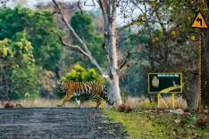 Sonowal marks International Tiger Day, hails India's conservation lead