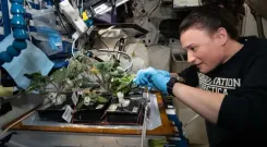 स्पेस में पौधों की खेती: नासा का 'वेजी' सिस्टम और इसके लाभ