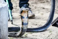 Spectacled cobra (Naja naja) genetically uniform across India, study finds