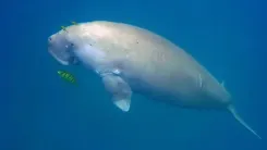 Has Stalin Embraced Global Recognition for India’s First Dugong Sanctuary?