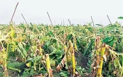 Storm wipes out 10,000 banana plants in Erode, farmers face ₹50 lakh loss