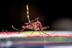 What Makes the Size and Severity of Chikungunya Outbreaks Unpredictable?