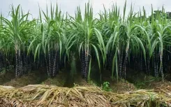 Is Sugarcane Cultivation in TN's Namakkal Declining?