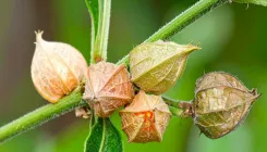 क्या अश्वगंधा सुकूनभरी नींद और जोड़ों की समस्या दूर करने में मददगार है?