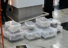 क्या सूरत एयरपोर्ट पर कपल से 17.658 किलो हाइड्रोपोनिक वीड जब्त हुई?