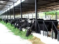How Can We Sustain the Dairy Sector as a Pillar of Rural Livelihoods?