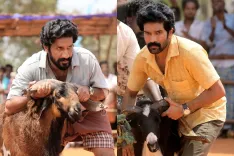 Is 'Jockey' the Next Big Film on Madurai Goat Fights?