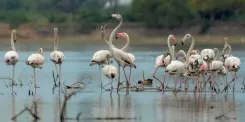 Perungulam tank in Thoothukudi moves closer to Ramsar wetland status