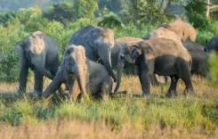 How has Tamil Nadu’s wild elephant population increased to 3,170?