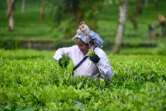 India farm growth hits 4.5% average since 2015, driven by tech and diversification