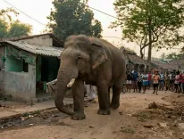 Three elephants electrocuted in West Bengal's Salboni after touching live wire