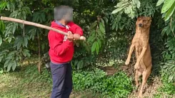 Three men detained for killing stray dog in Bengaluru's Varthur on Oct 20