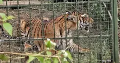 Tiger that killed 13 cows in TN's Gudalur trapped after three month search