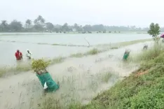 Should the TN Government Act Now to Aid Flood-Affected Farmers?
