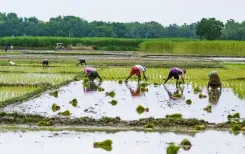 Cauvery delta farmers seek ₹25,000/acre relief as kuruvai cultivation crashes