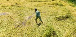 Has TN Extended the Deadline for Paddy Crop Insurance to Nov 30?
