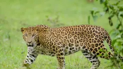 Leopard suspected in Mettur attacks; TN Forest Dept ramps up vigil
