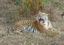 Is the TN Forest Department Capturing an Aging Tiger Linked to a Tribal Woman's Death?