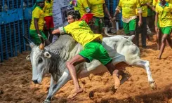 Is TN Ready for Jallikattu Today with Preparations in Full Swing?