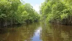 Is the TN government taking bold steps to restore Ennore Creek's mangroves?