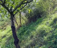 TN govt to deploy drones, ground robots to tackle forest fires