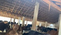 TN milk price hike: Tiruchy dairy farmers get less than ₹44 rate amid deductions