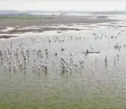 Is Tamil Nadu Proposing the Samanatham Tank as a Ramsar Site for Wetland Conservation?