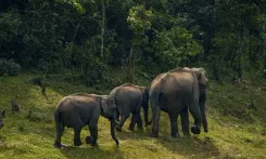 What Measures is the Tamil Nadu Government Taking for Elephant Translocation?
