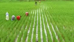 Is Tamil Nadu Enhancing Paddy Procurement Despite Rain Challenges?