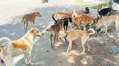 Is Tamil Nadu Set to Appoint 76 Animal Welfare Officers and Establish 138 New Stray Dog Control Centres?