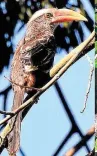 Will TN conduct a hornbill population survey in key forests, including tiger reserves?