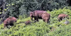 Tamil Nadu wildlife census: 1,274 camera traps to scan Dharmapuri forests for tigers