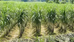 Madurai sugarcane crisis: Water scarcity threatens 4,000 acres in Melur, Vadipatti