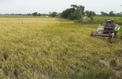 Thanjavur samba paddy crisis: Farmers plough crops as irrigation fails, seek compensation