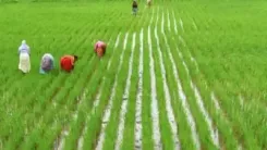 Will TNCSC Open 40 Paddy Procurement Centres in Madurai for Kuruvai Harvest?