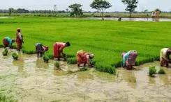 Why Are Farmers in Madurai Distressed Over Falling Kuruvai Crop Prices?