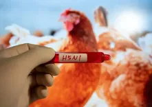 Has a Toddler in Western Cambodia Become the 16th Victim of Bird Flu in 2025?
