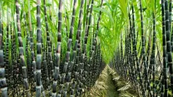 Has the total area sown during the current kharif season in India surpassed 1,105.4 lakh hectares?