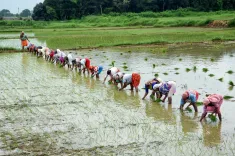 Has the total area sown in the current kharif season in India exceeded 1,110 lakh hectares?