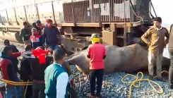 How did the Rajdhani Express derail in Assam, killing seven elephants?