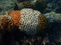 Tricolour corals off Minicoy offer clues to climate resilience