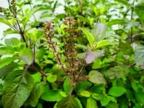 तुलसी की मंजरी: सेहत के अद्भुत लाभ और सेवन के आसान तरीके