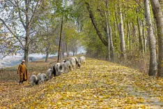 Kashmir autumn 2026: Migratory birds, Chinar gold and a record October heat