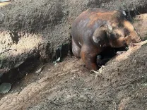 Why Was a Tusker Found Dead in an Unmaintained Elephant-Proof Trench Near Mettupalayam?