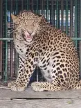 Two leopards captured in Budgam, J&K; residents relieved