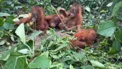 Two of five rescued baby orangutans anaemic, health tests ongoing at Nandankanan Zoo