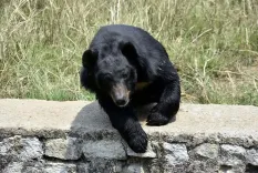 Bear attack in J&K's Anantnag injures two siblings in orchard