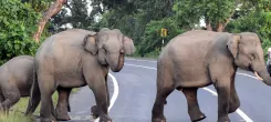 How Did Two Wild Elephants Die in Coimbatore District?