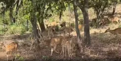 उधमपुर डियर रेस्क्यू पार्क में गर्मी से बचाव के पुख्ता इंतजाम, स्प्रिंकलिंग से लेकर साप्ताहिक स्वास्थ्य जांच तक